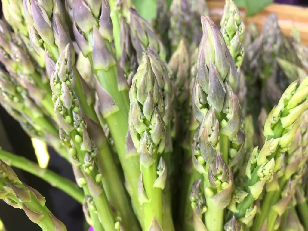 Spring at Nourse Farm: Why We Love Asparagus Season
