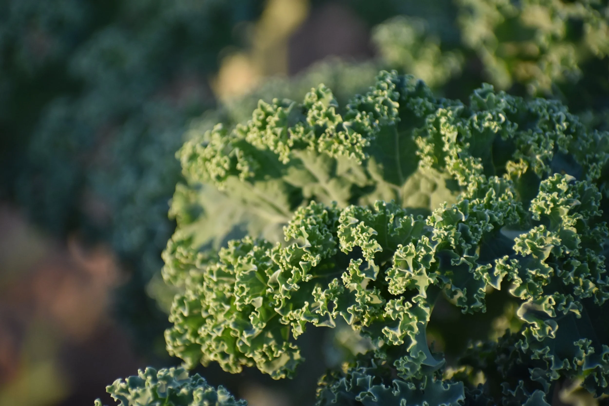 Fresh from the Field: Why We Love Kale at Nourse Farm