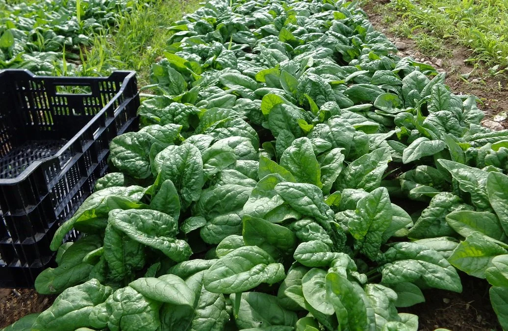 Caring for Your Farm Greens: Keep Them Crisp, Fresh & Waste-Free