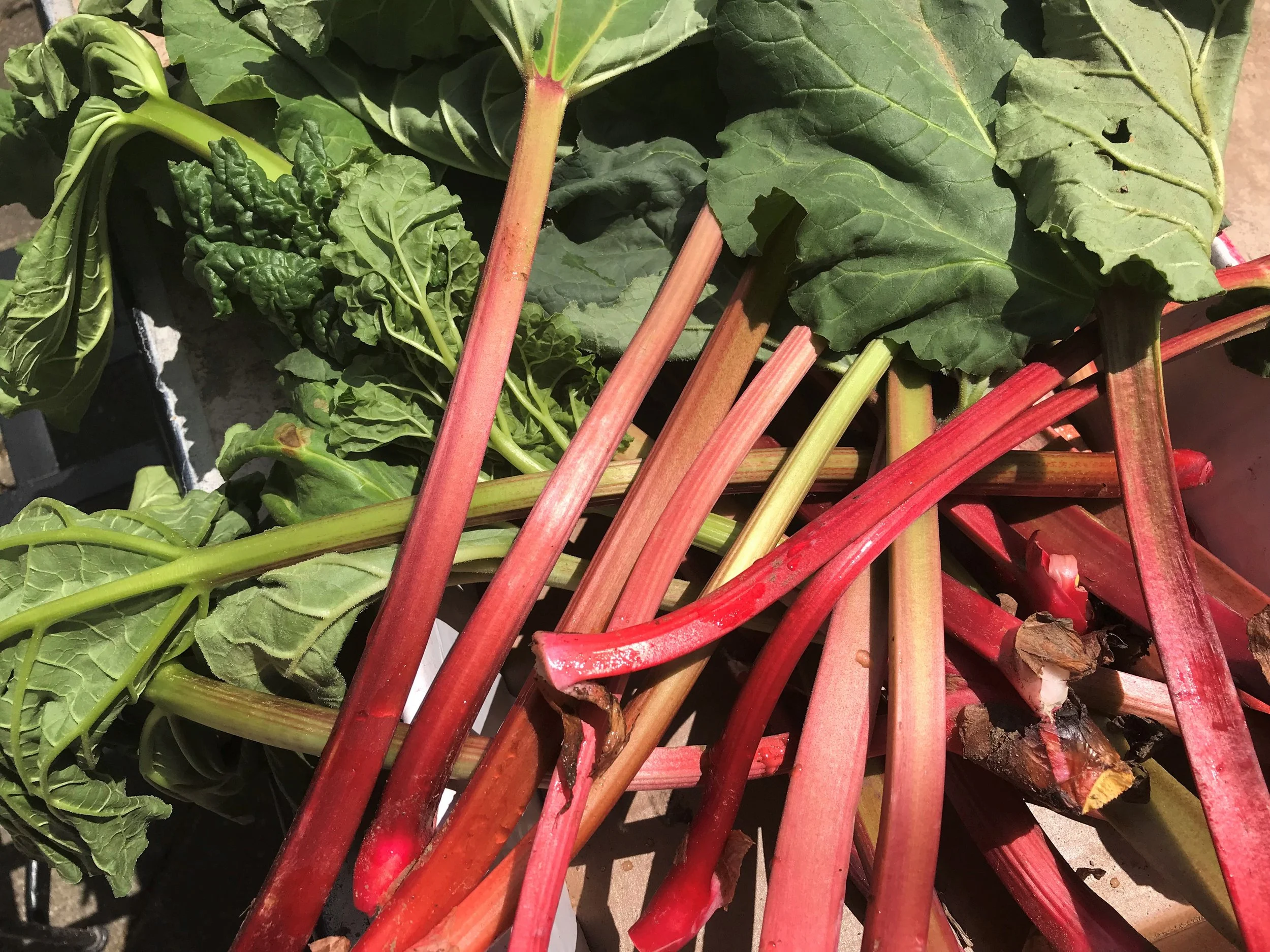 From Ancient Medicine to Strawberry Rhubarb Pie: The Story of Rhubarb