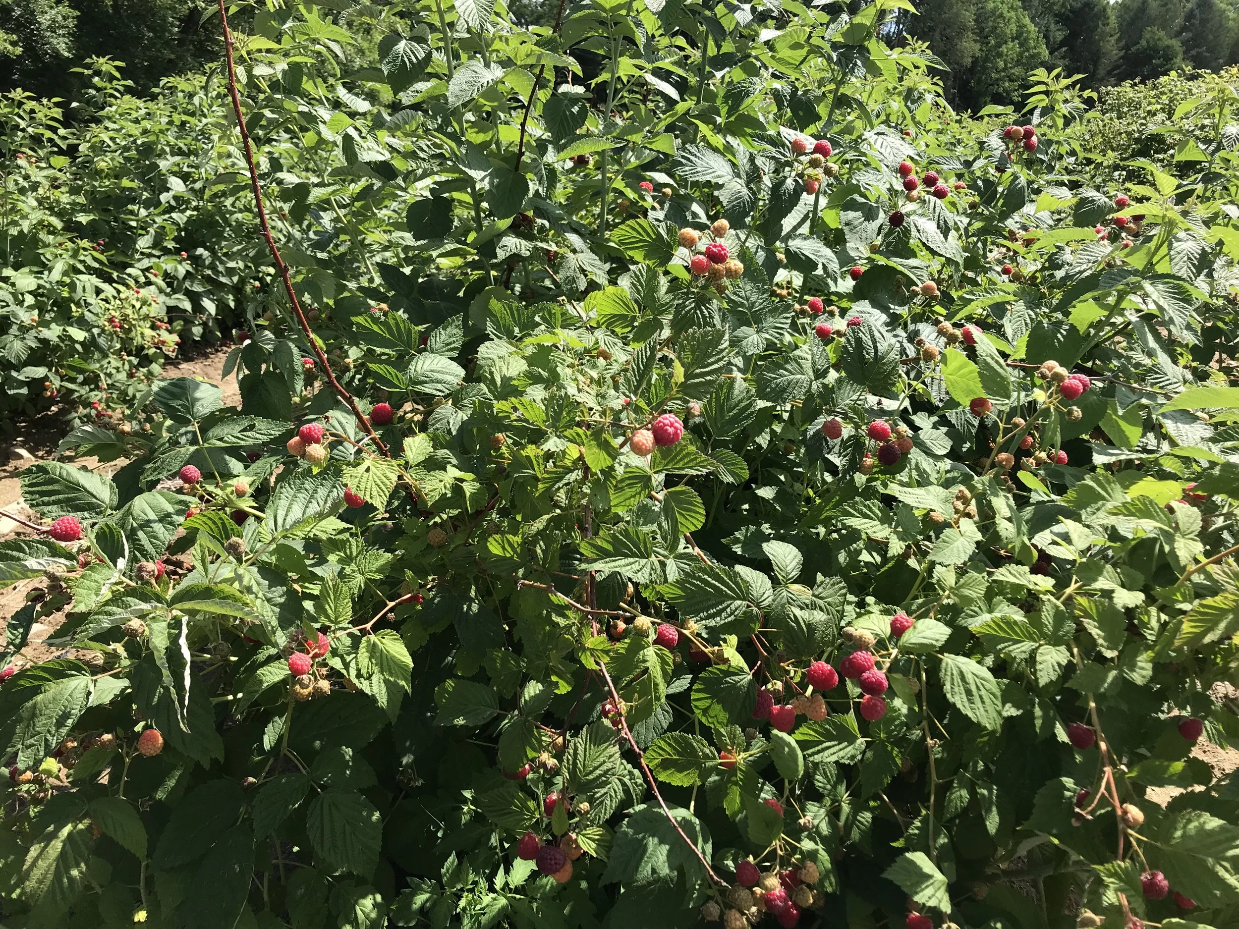 Rooted for the Long Haul: Why Perennial Crops Matter on a Diversified Farm