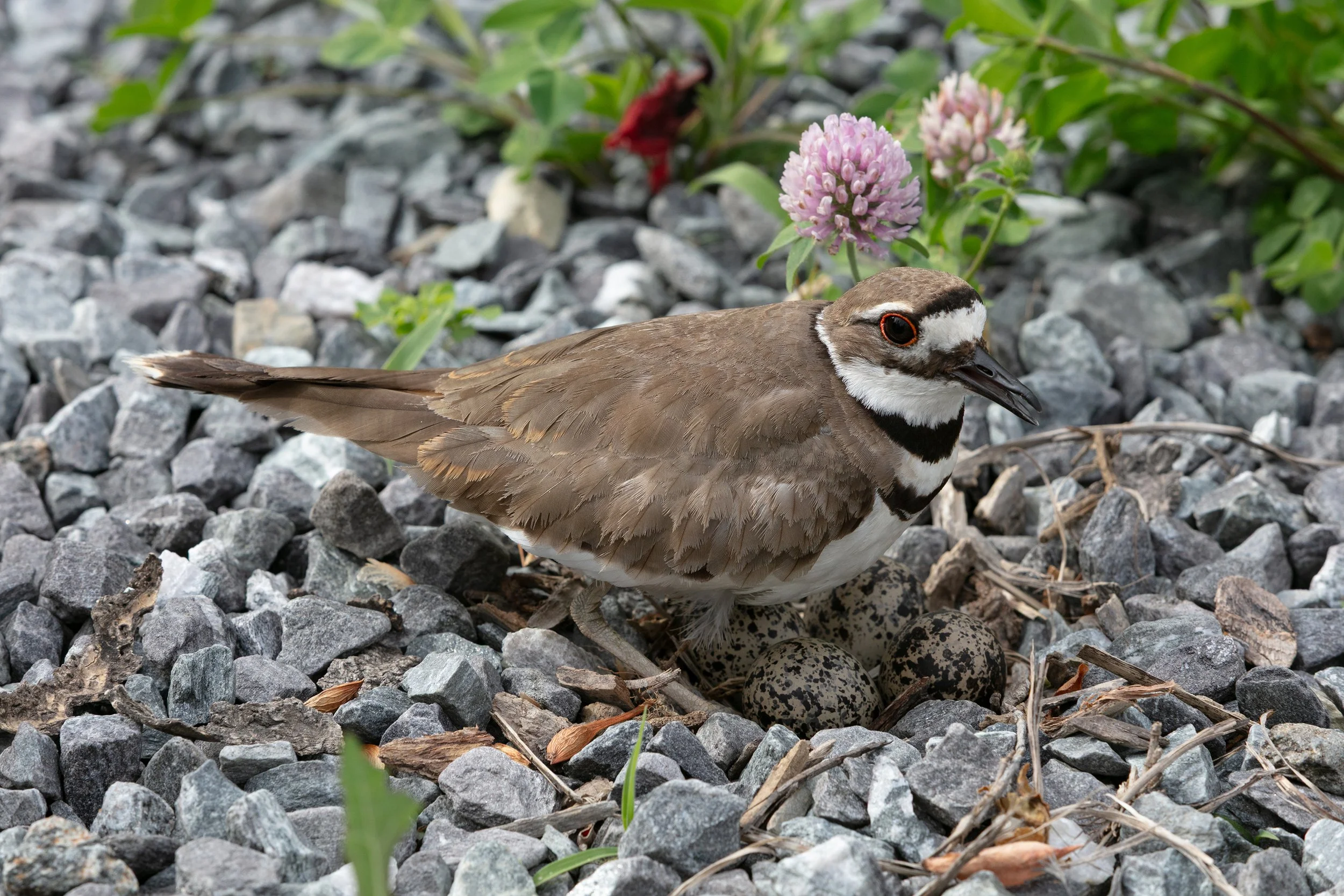 Killdeer