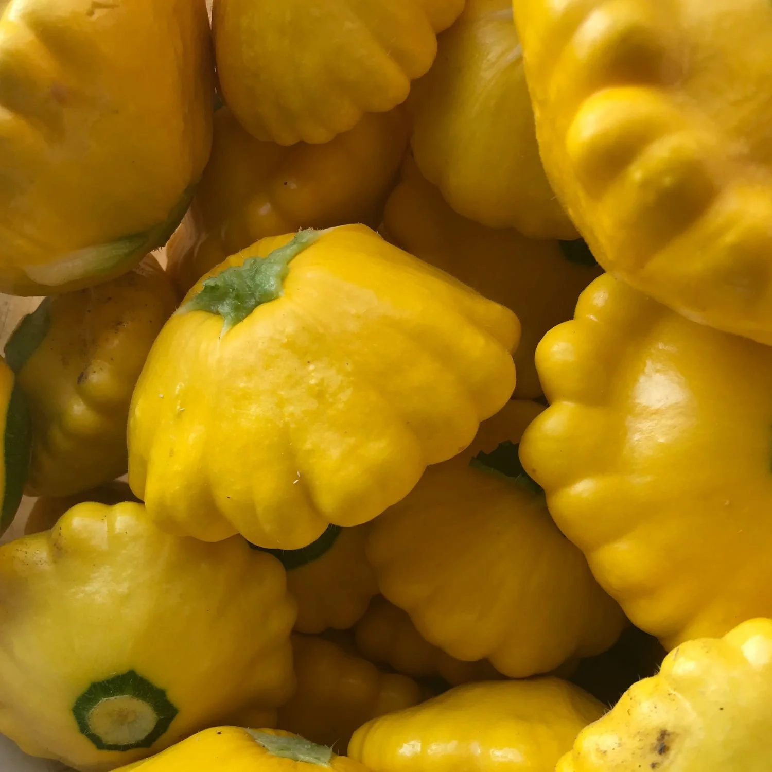 Patty Pan Squash: The Delightfully Unique Summer Squash You'll Want to Grow, Cook, and Enjoy