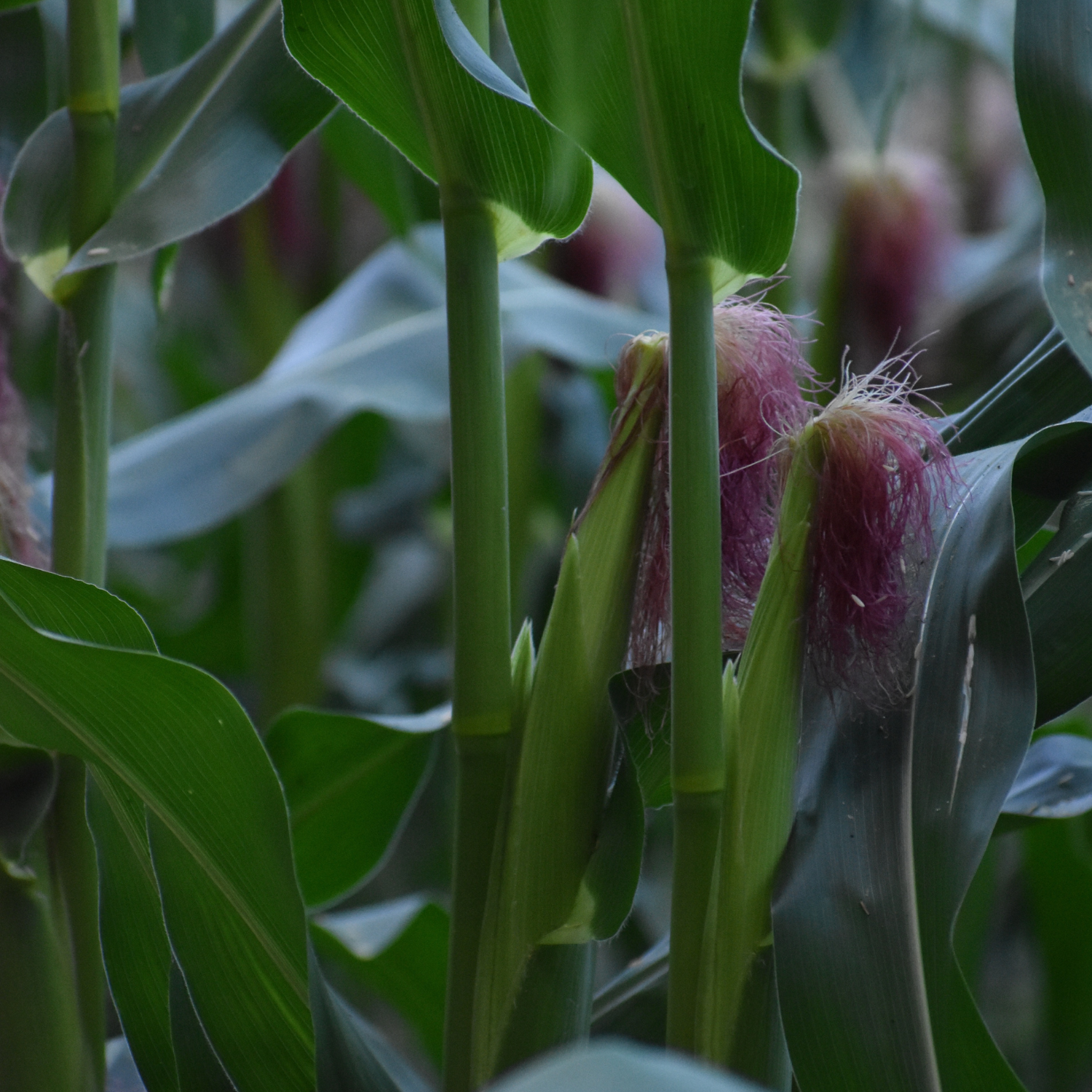 Sweet Corn: From Seed to Supper β Everything You Need to Know About One of Summer's Favorite Crops