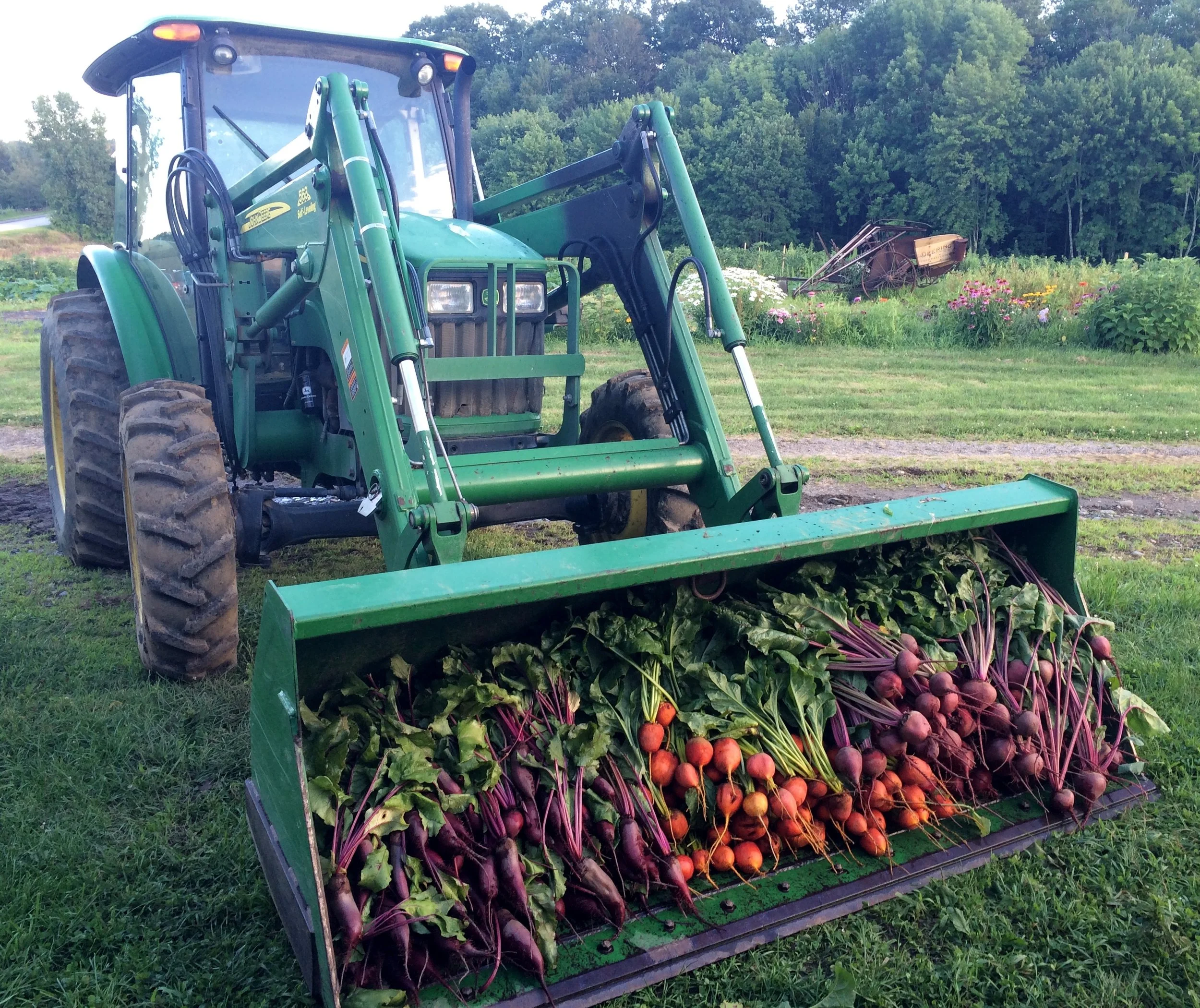 Beets: The Colorful Superfood That's Good for Your Garden, Your Heart, and Your Plate