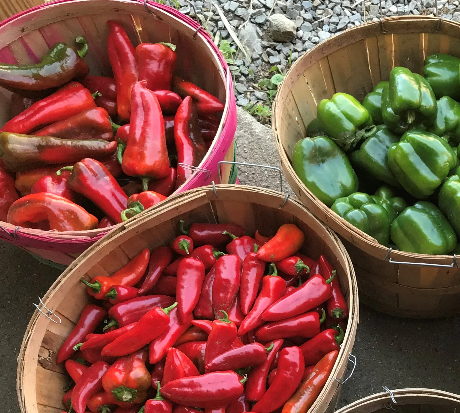 Peppers: From the Americas to the New England Farm