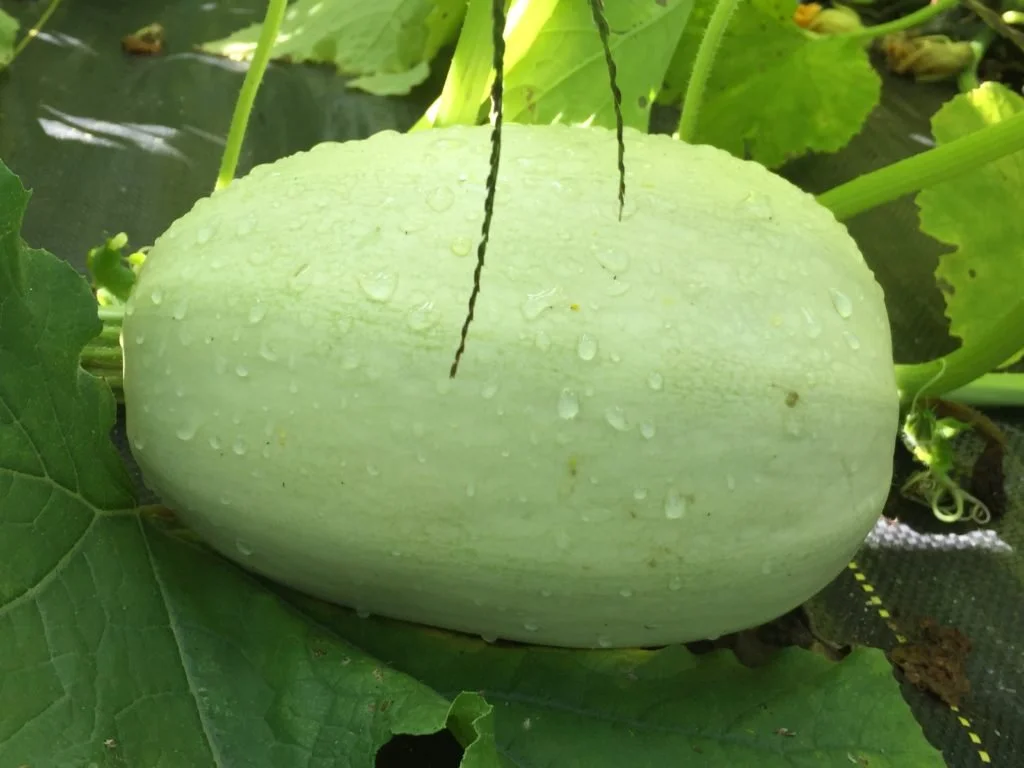 Spaghetti Squash: The Winter Squash That Turns Into Noodles