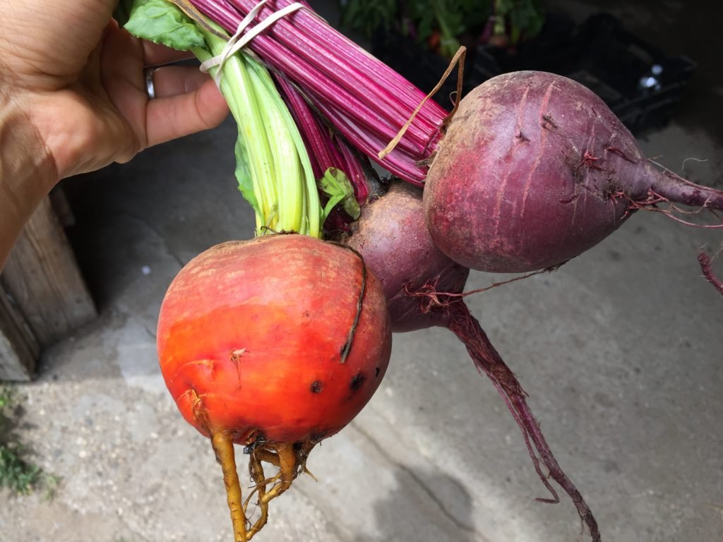 .Golden Beets: Sunshine in the Garden
