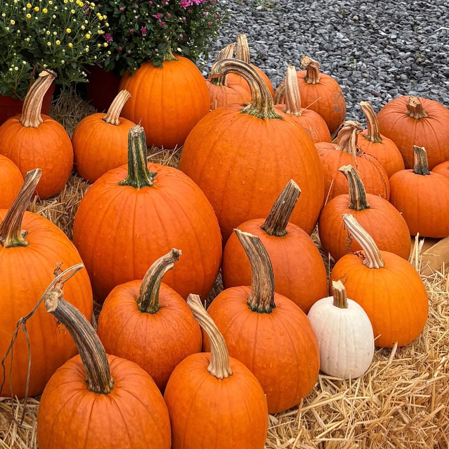 Sugar Pumpkins: Small, Sweet & Made for the Kitchen