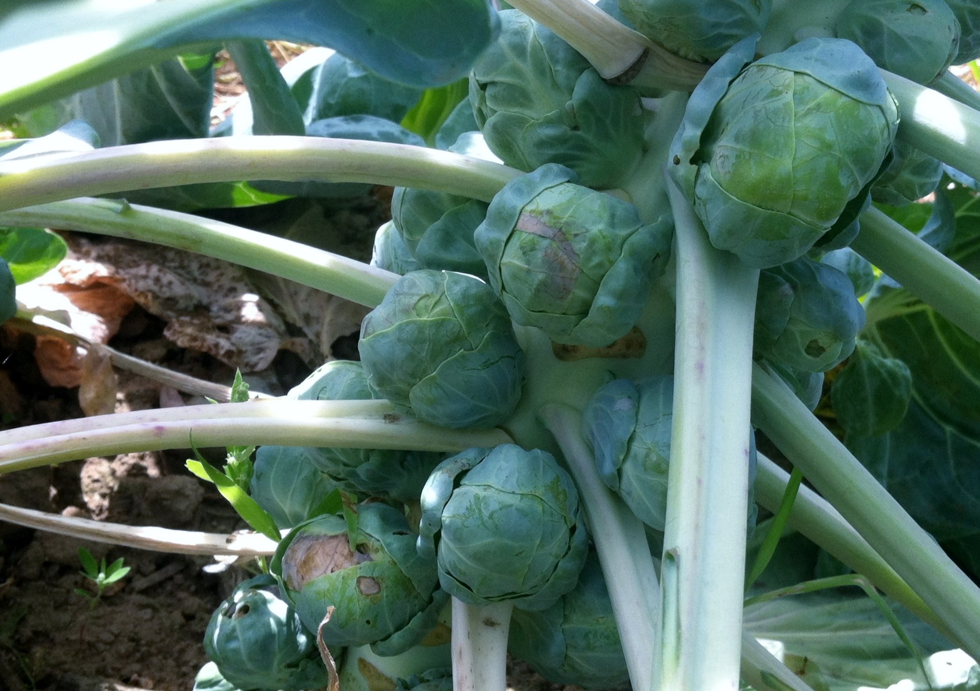 Beyond the Side Dish: Discover the Delicious World of Brussels Sprouts
