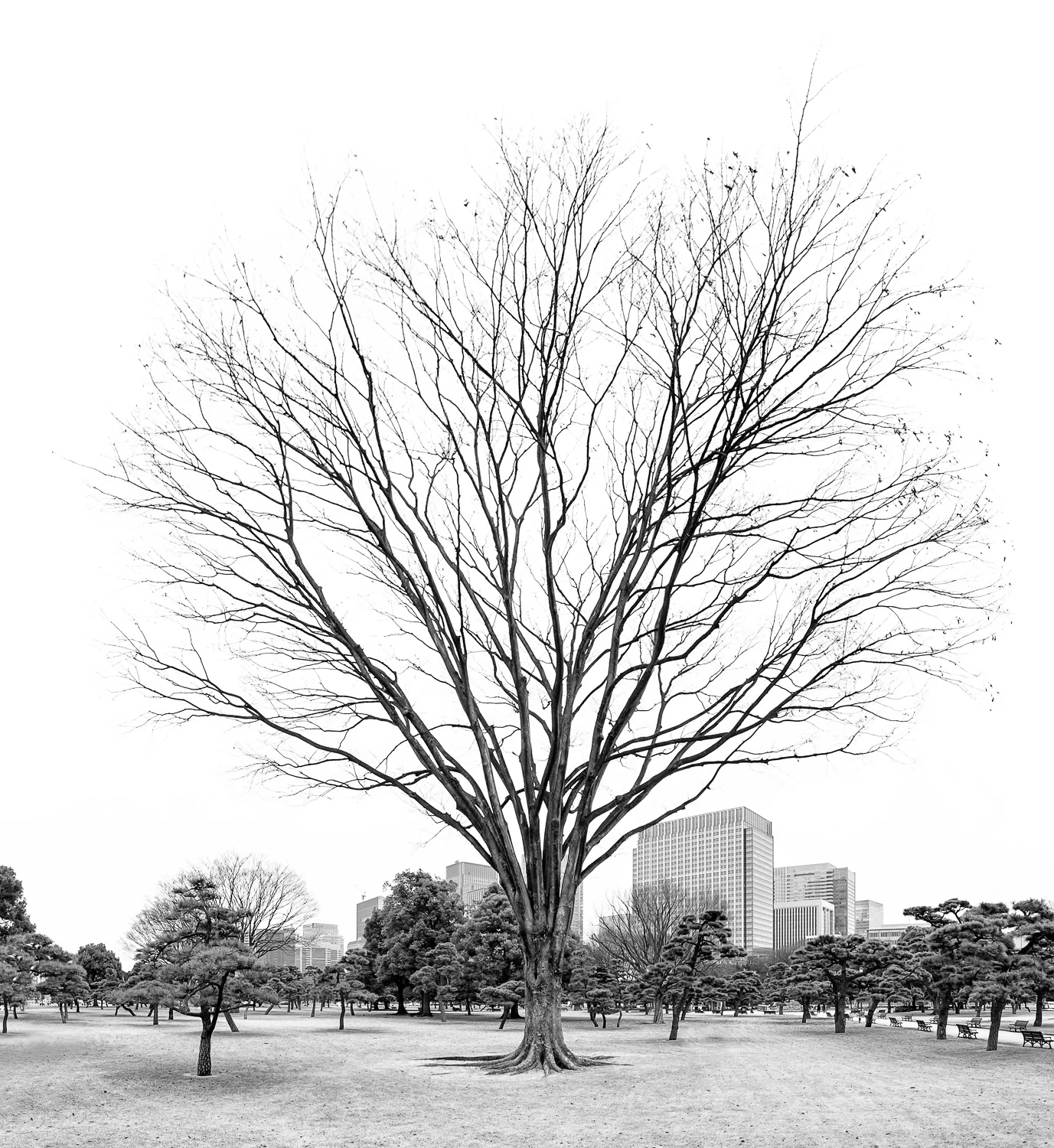 Imperial Grounds
