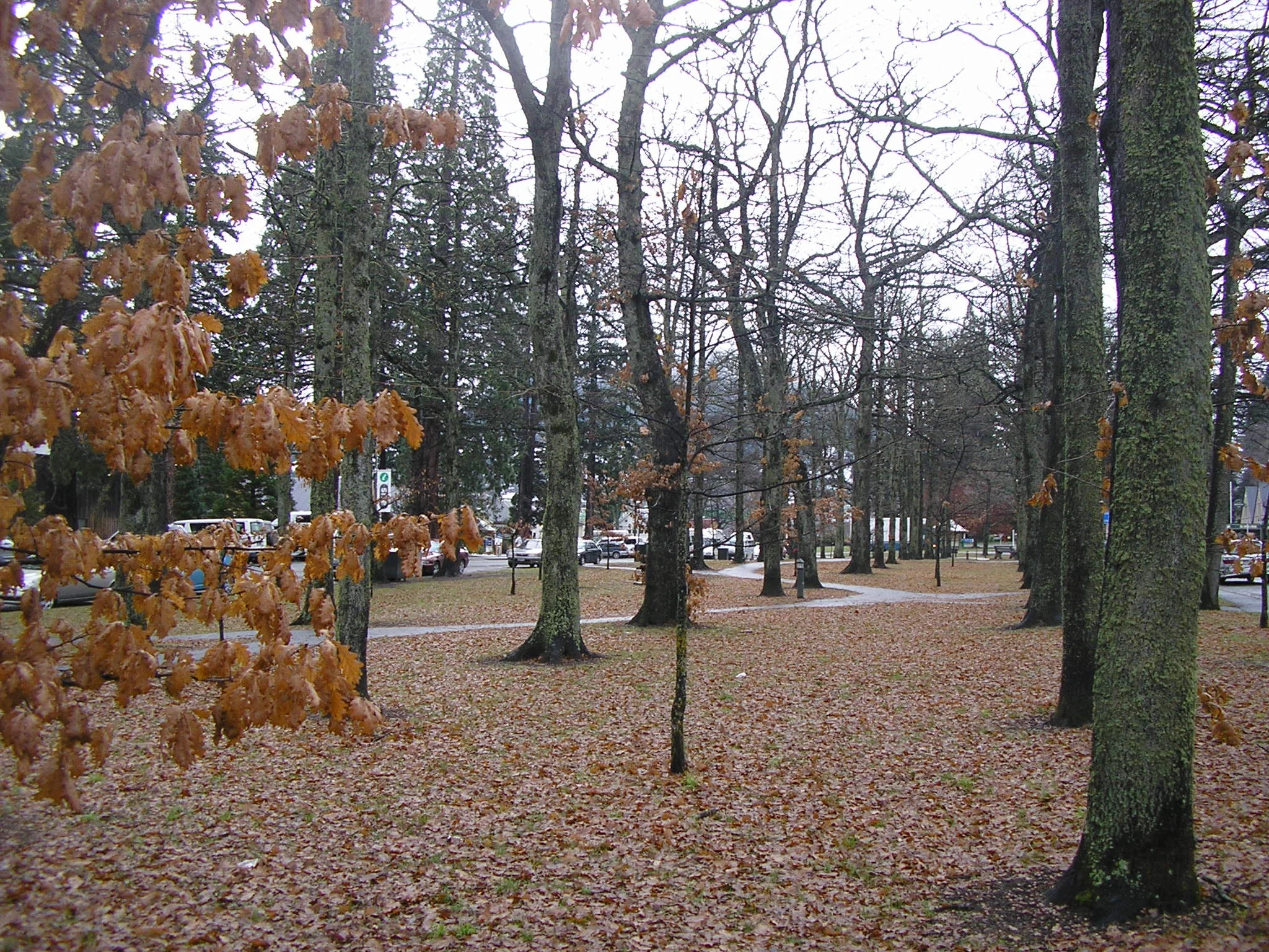 HS trees in winter.jpg