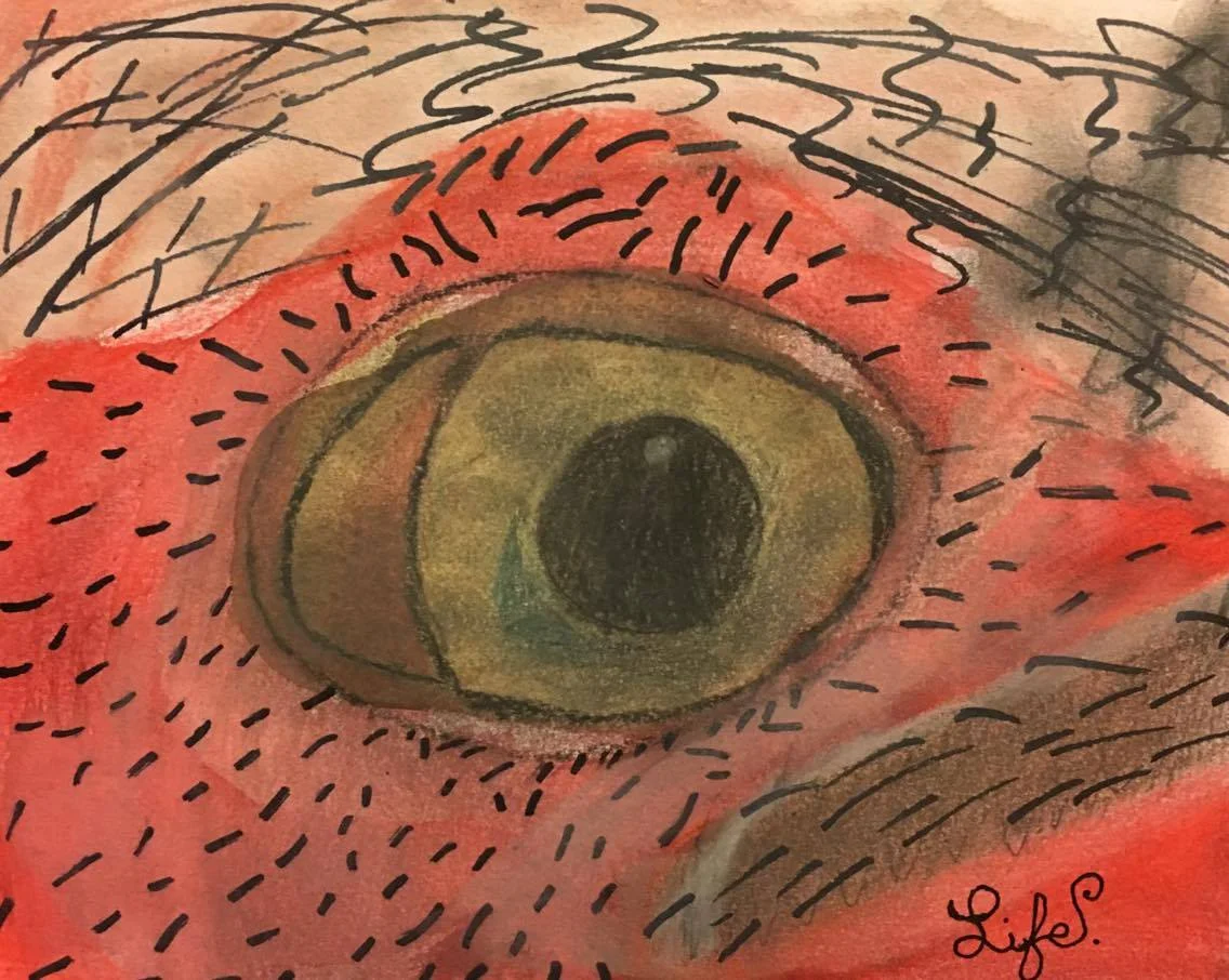 The Bird's Eye.jpg
