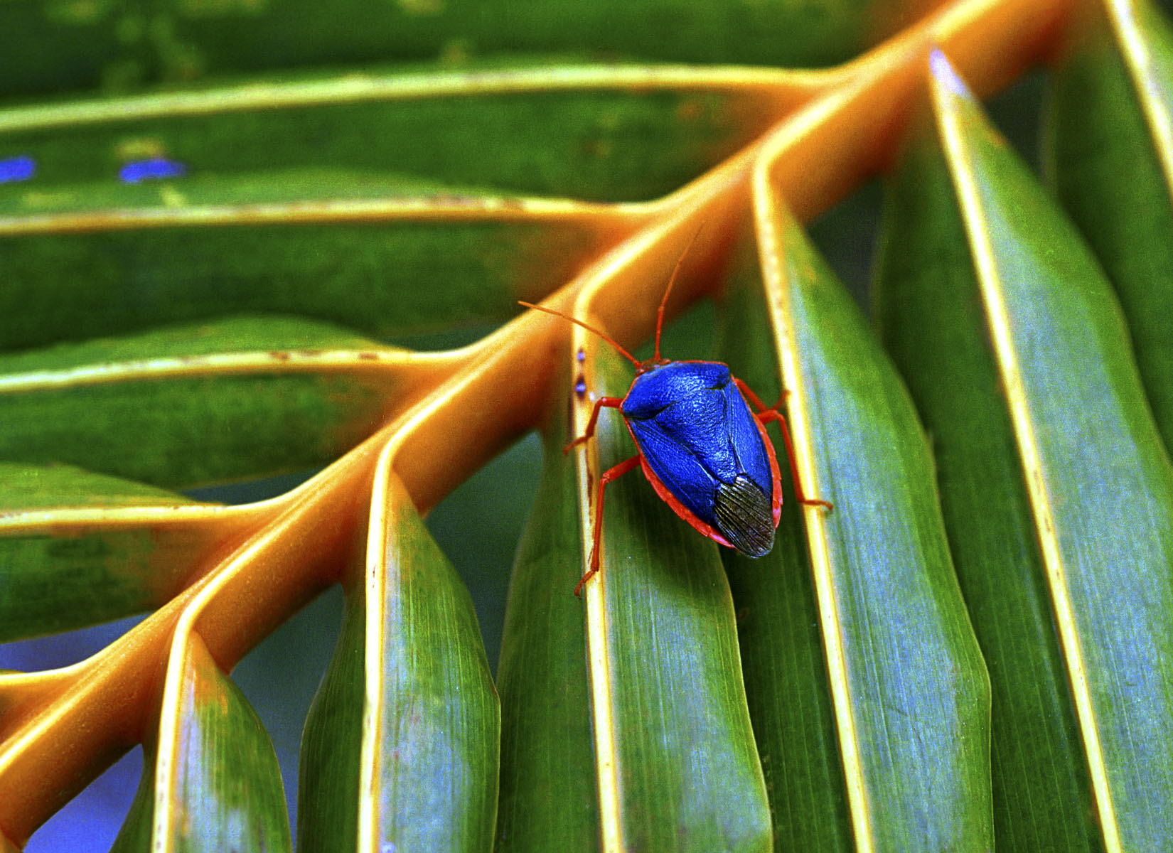  A shield bug, also known as a stinkbug, (Edessa rufomarginata) on a palm frond in Belize. 