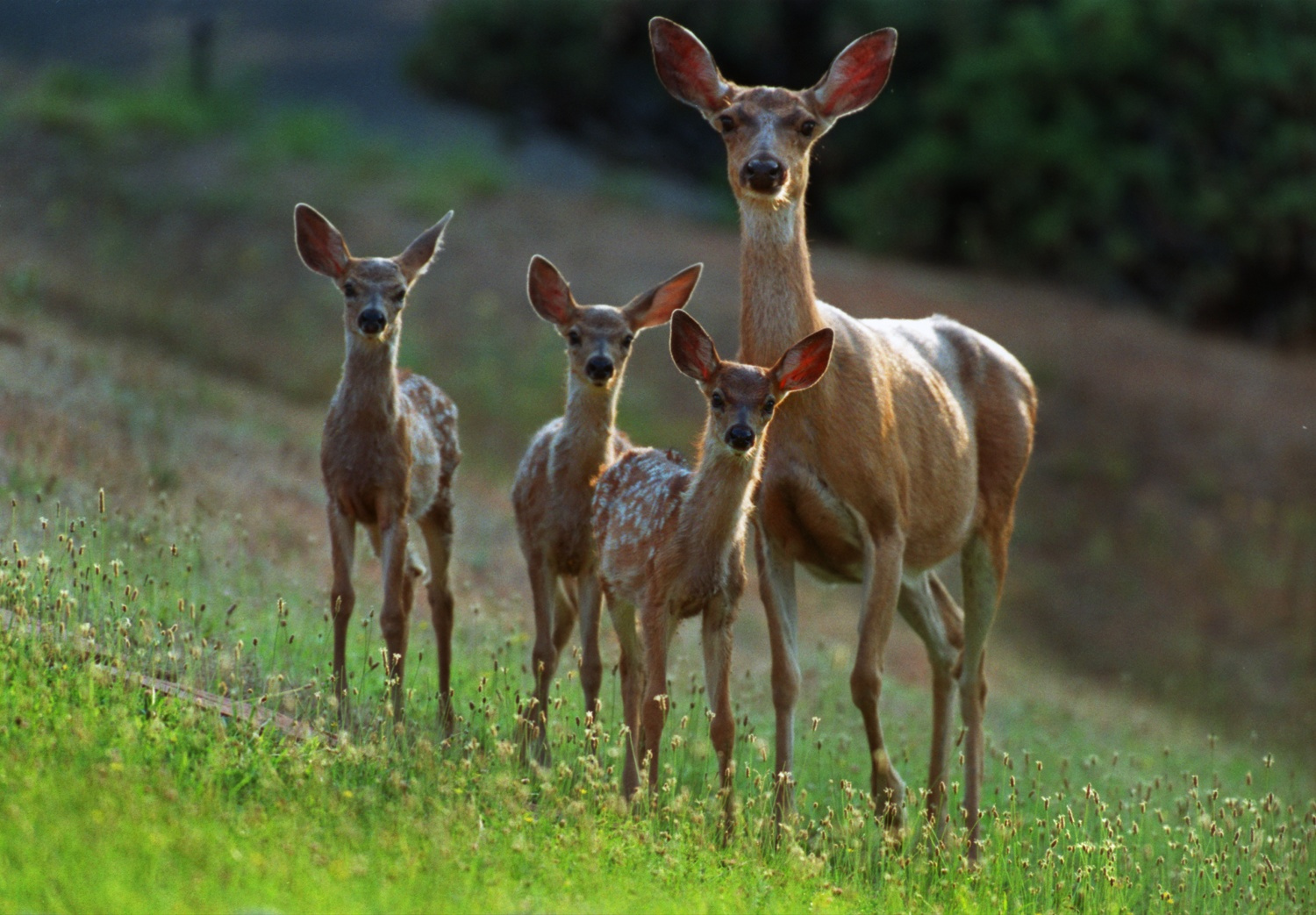  A family of Columbian black-tailed deer (Odocoileus hemionus columbianus) forage for breakfast of grass and fruit trees on in El Dorado. 