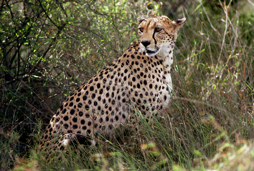  A cheetah (Acinonyx jubatus) rests under a tree in Kenya. 