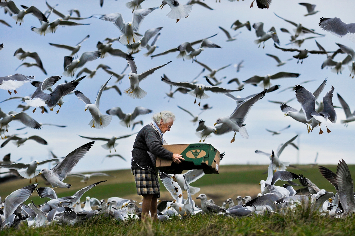  A woman feeds thousands of sea gulls from a box of leftovers on the seaside cliffs of Liencres, Spain. 