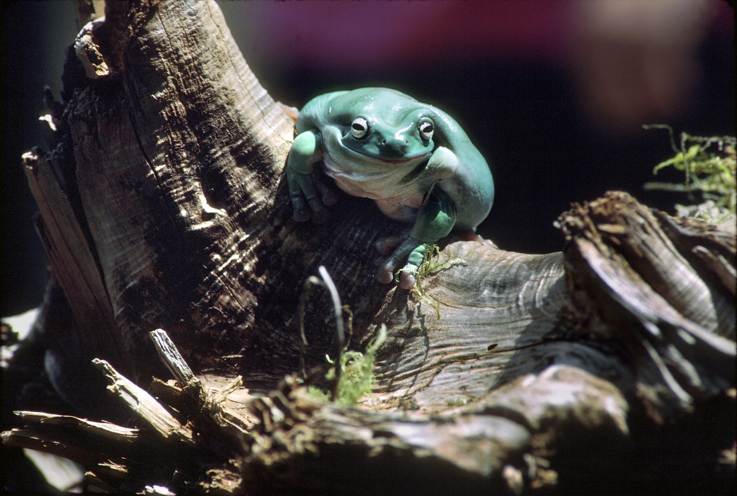  Whites Tree Frog (Litoria caerulea) 