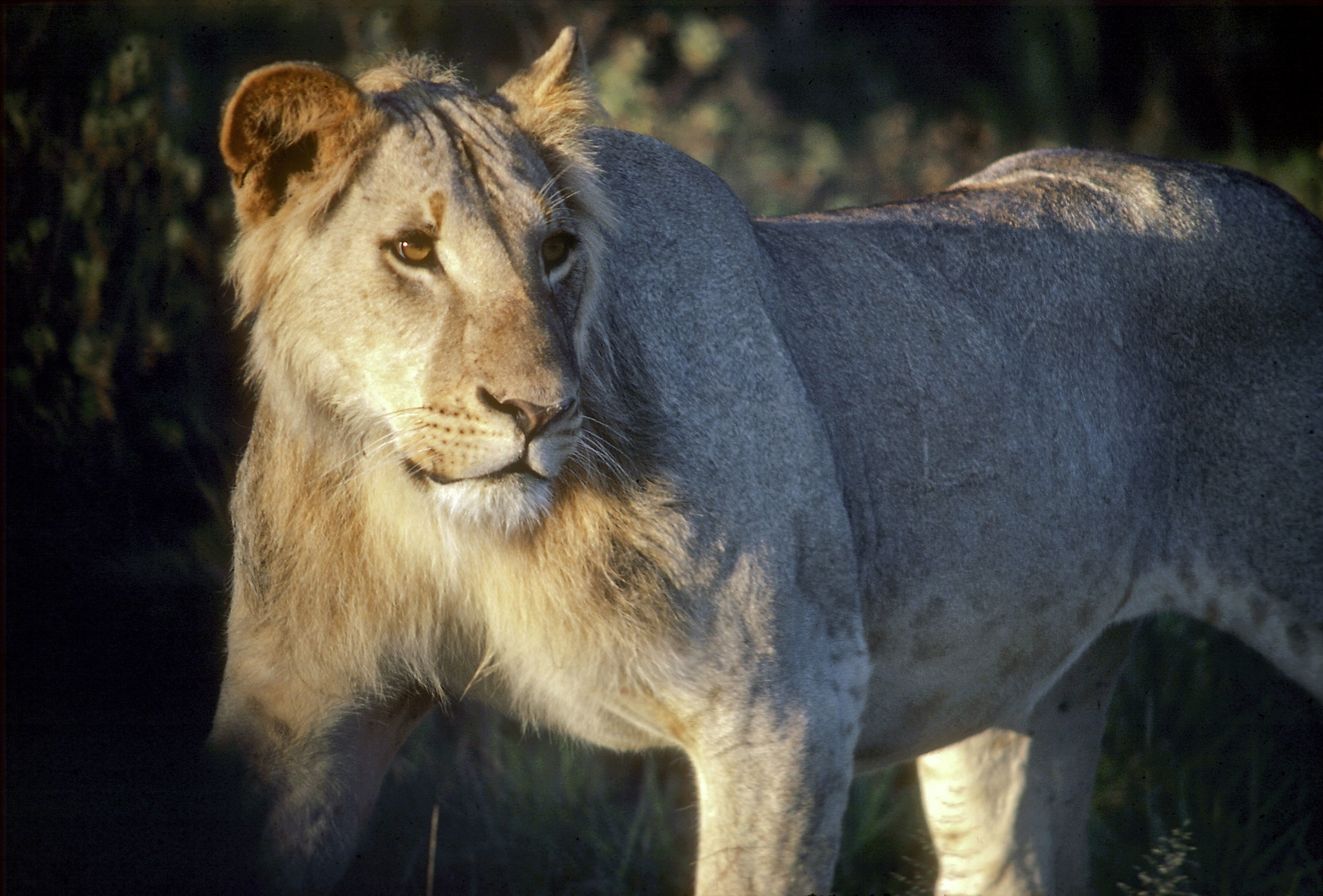  A young male lion ( Panthera leo ) in the morning light in Amboseli Kenya. 