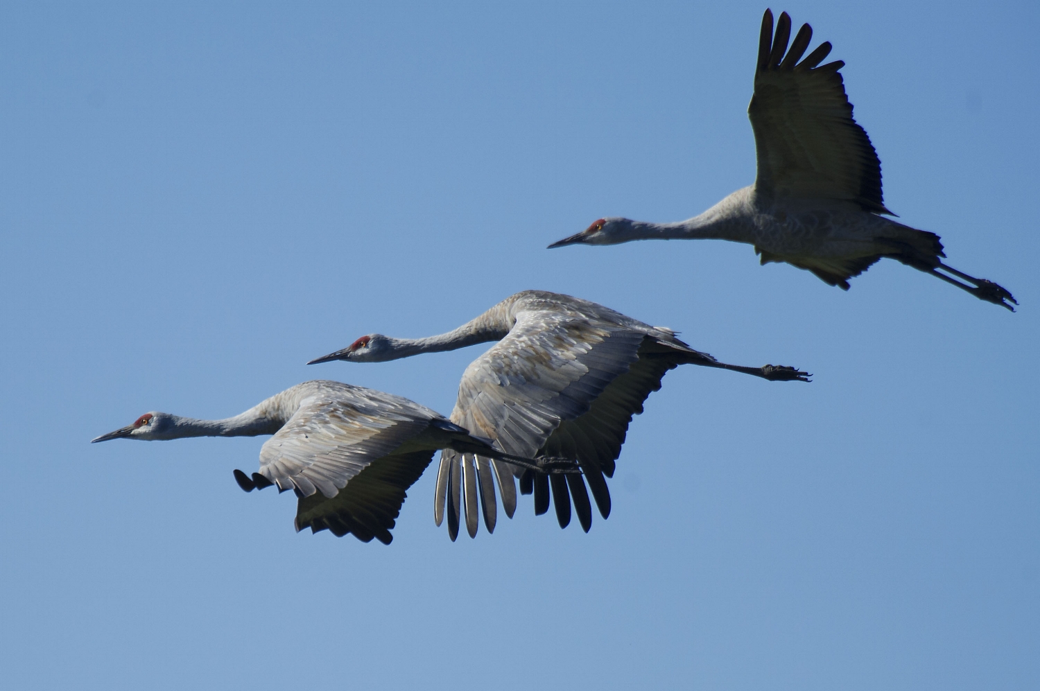  Sandhill Cranes (Grus canadensis) fly over Staten Island near Thornton, California on Thursday, October 31, 2013. 