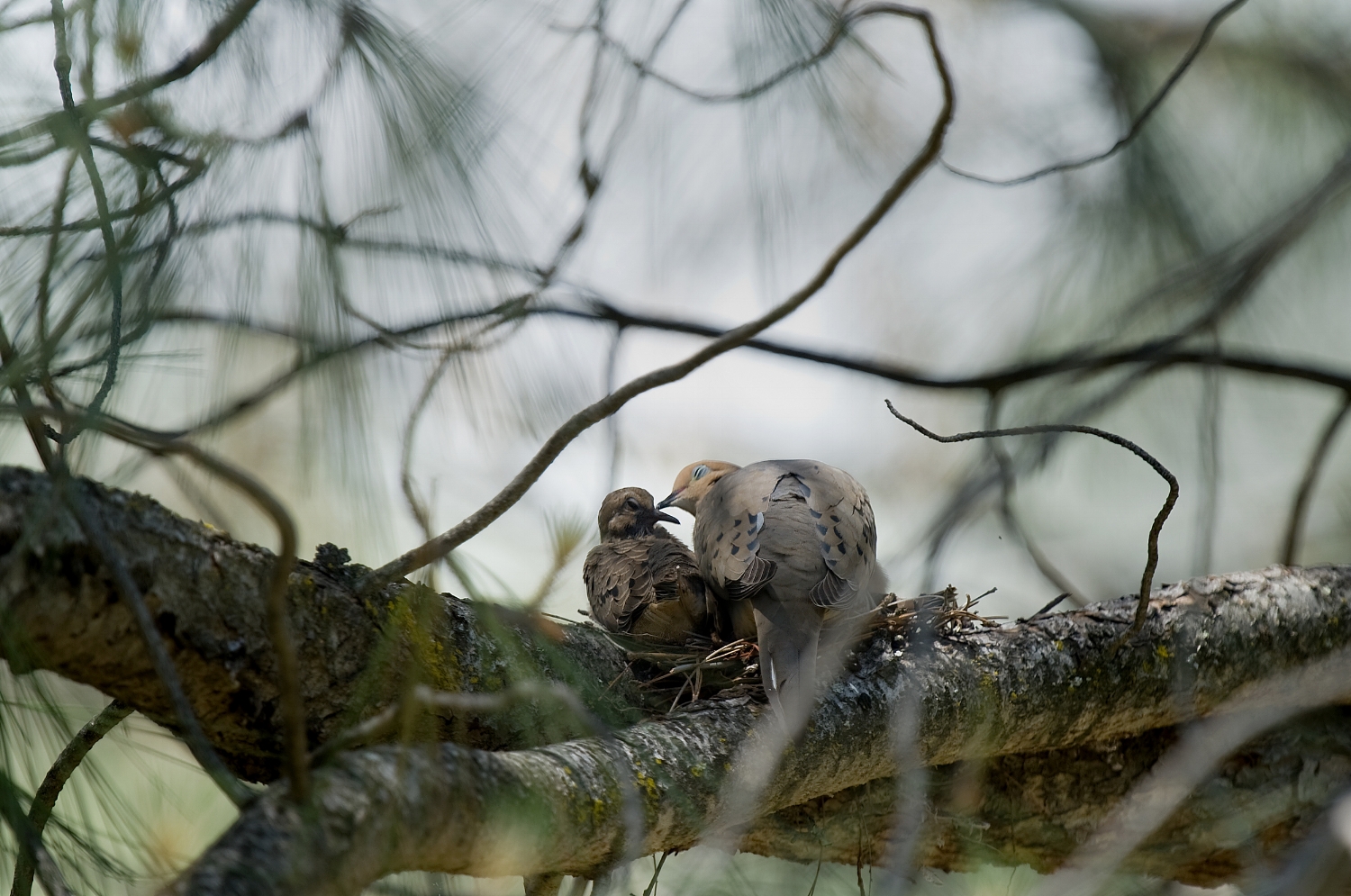  A mourning dove (Zenaida macroura) tends to its young in a nest in El Dorado on Monday, May 18, 2009. 