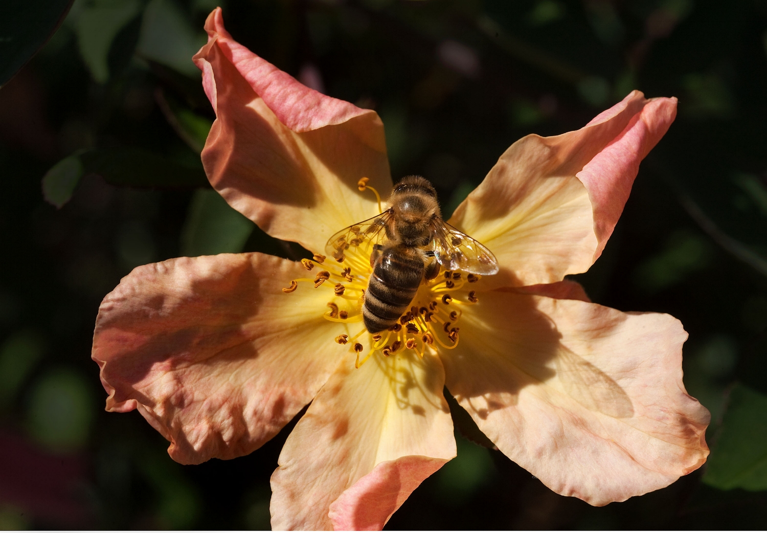  A honey bee (Apis mellifera) gathers pollen from a flower in Davis on Tuesday, August 17, 2010. 