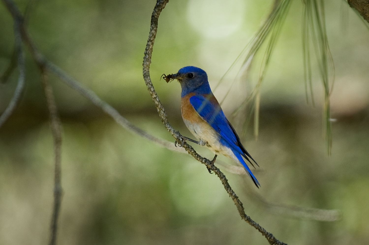  A male Western Bluebird (Sialia mexicana) with lunch in El Dorado on Monday, May 18, 2009. 