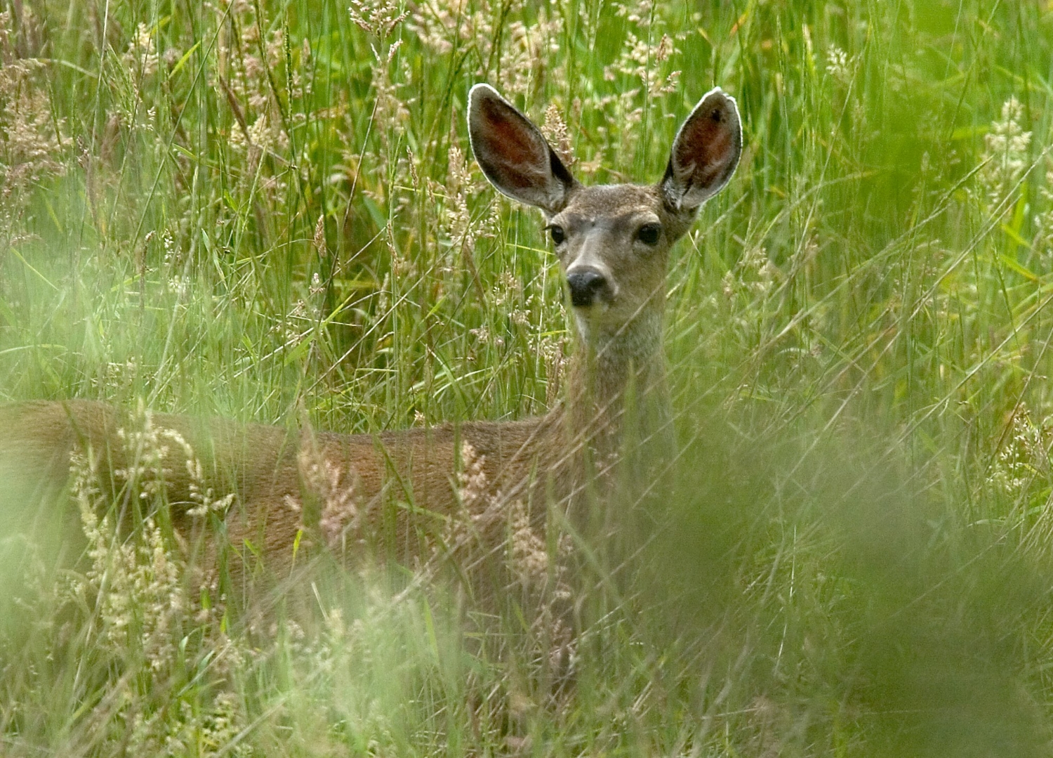  A Columbian black-tailed deer (Odocoileus hemionus columbianus) in a meadow in Olema on Monday June 12, 2006. 