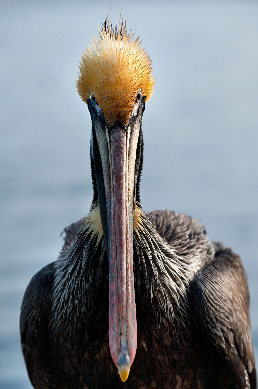  A brown pelican (Pelecanus occidentalis) at old fisherman's wharf in Monterey on Tuesday, February 21, 2012. 