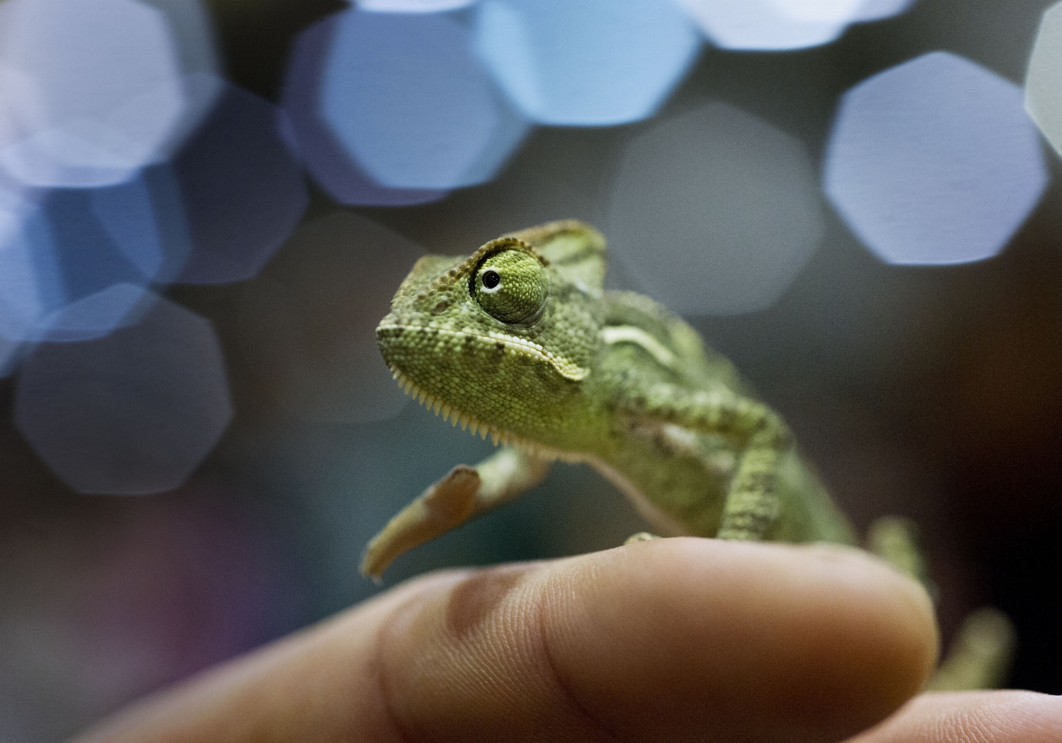  A baby veiled chameleon (Chamaeleo calyptratus) walks on the finger of Zach Shpizner in Sacramento on Saturday, September 29, 2012. 