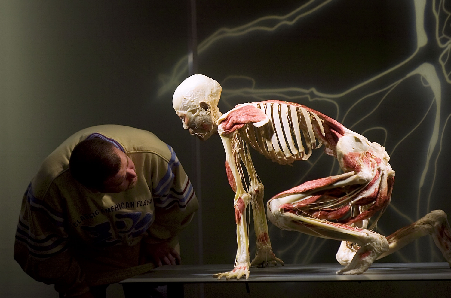 A visitor examines a human body displayed at the Bodies Revealed exhibit in Sacramento on Tuesday December 4, 2007.