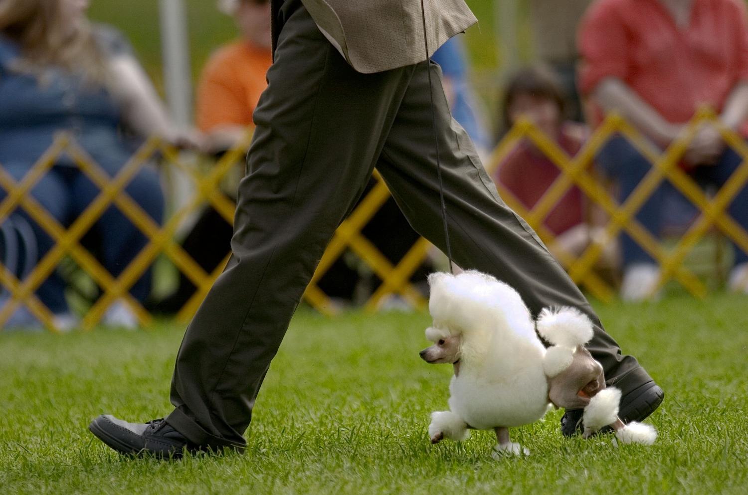 Dog handler Martin Gregory shows a toy poodle called "Usao" at the annual Hangtown Kennel Club dog show at in Placerville on Saturday May 28, 2005.