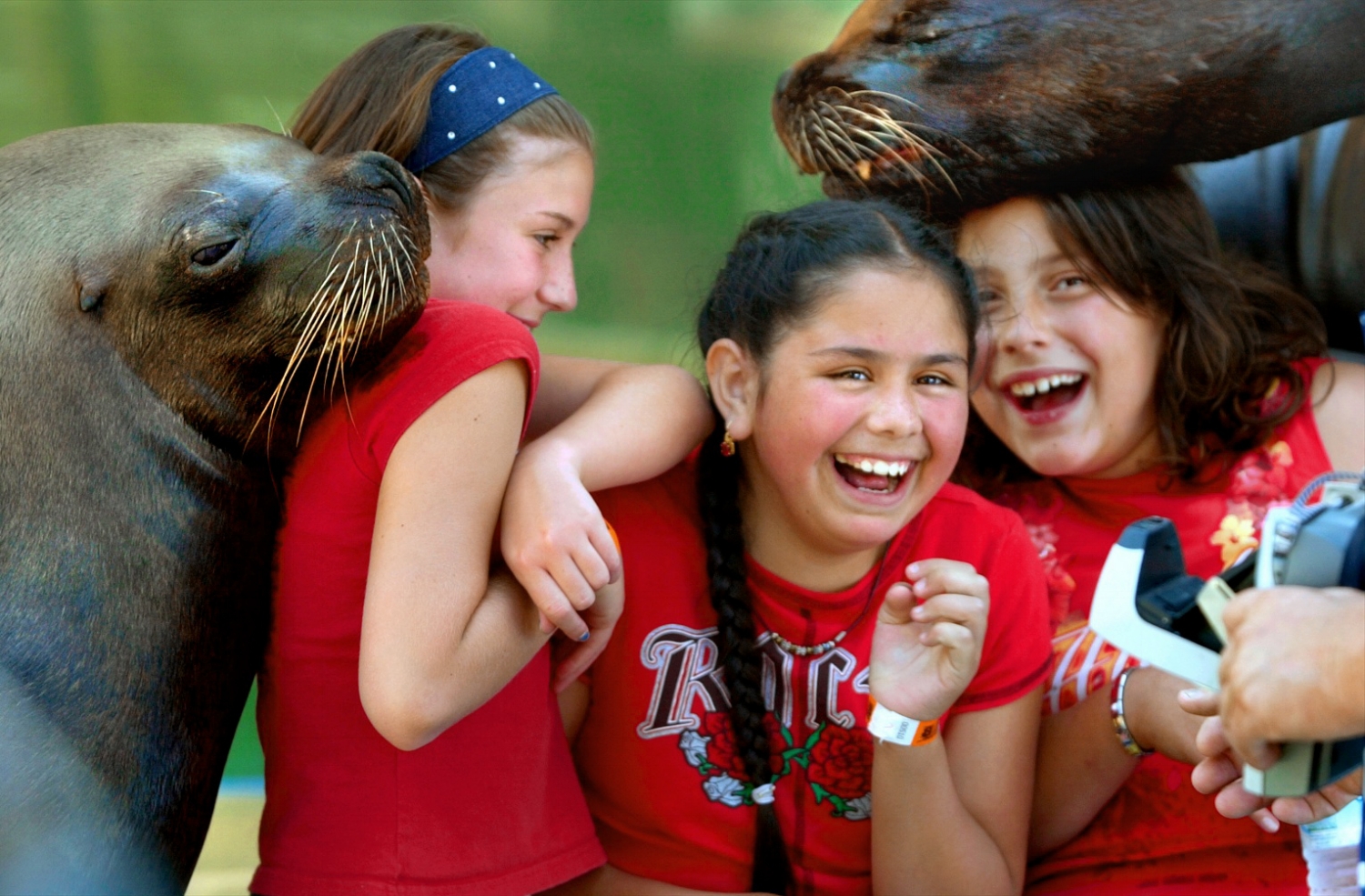 Patricia Hawkins11, left, Jenny Brewster 11, and Daniela Castellanos 10 cavort with sea lions at the El Dorado County Fair on Thursday June 12, 2003. The girls were celebrating Brewster's birthday with a trip to the fair's opening day.