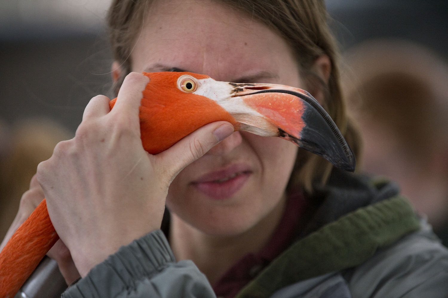  UC Davis Veterinarian Resident Miranda Sadar examines the eyes of a flamingo during the Zoo's annual flamingo roundup at the Sacramento Zoo in Sacramento on Thursday, February 27, 2014. 