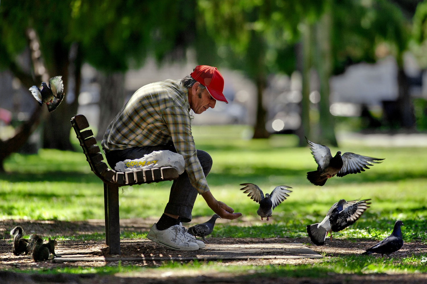 Michael Plevel of Rio Linda feeds the pigeons and squirrels at McKinley Park in Sacramento on Tuesday, August 31, 2010.