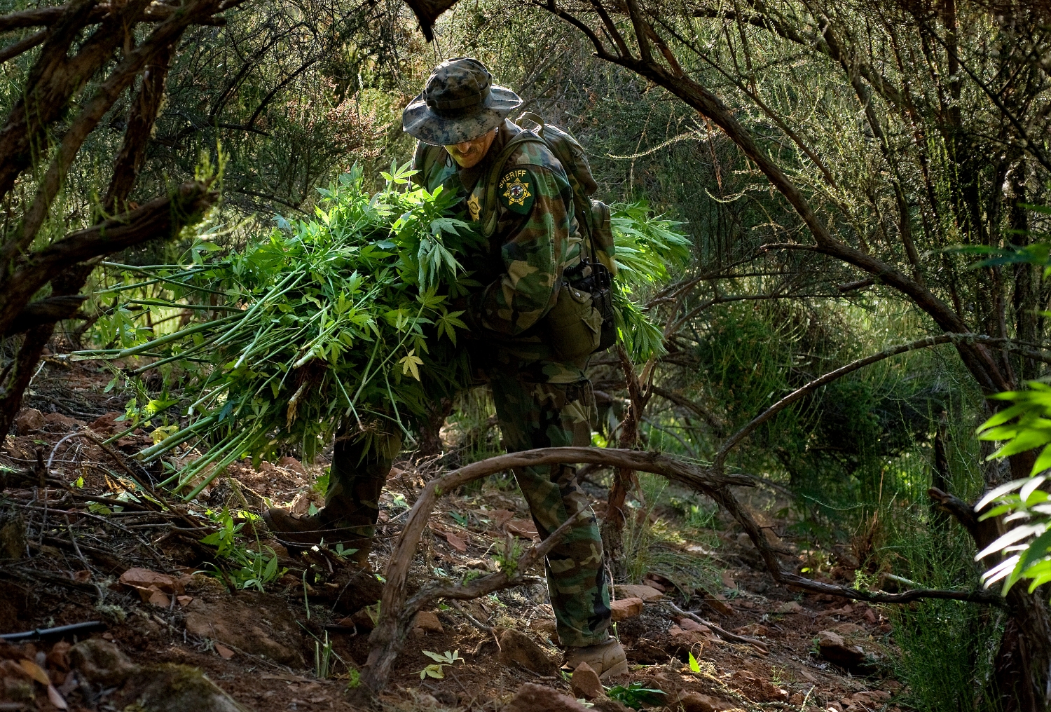 El Dorado County Sheriff's Sergeant James Byers dismantles a illegal marijuana garden in a remote area of El Dorado county on Thursday, August 20, 2009.
