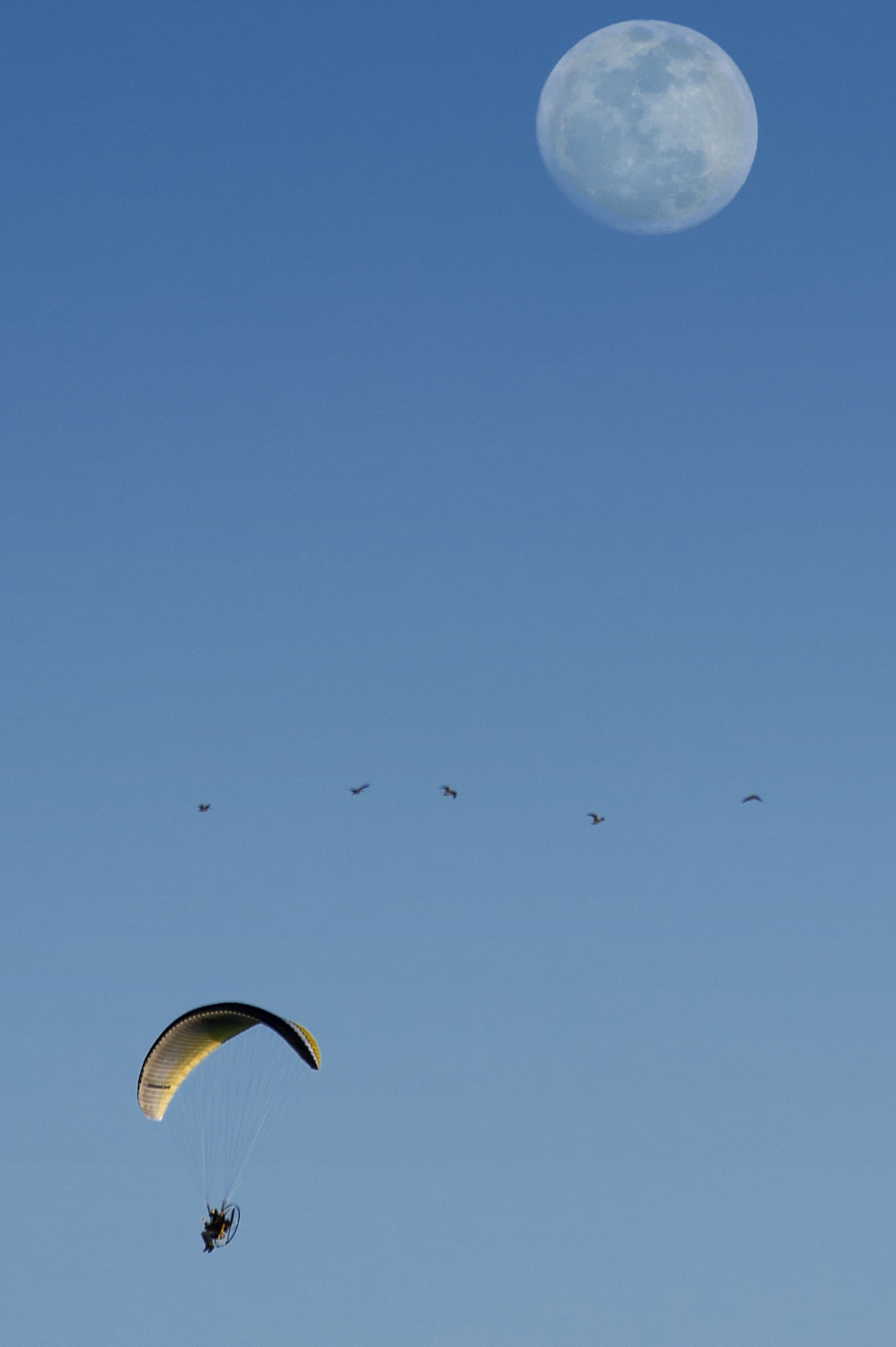  A flock of ducks flies past an ultralight pilot near White Rock Road in El Dorado Hills on Friday, March 14, 2014. 