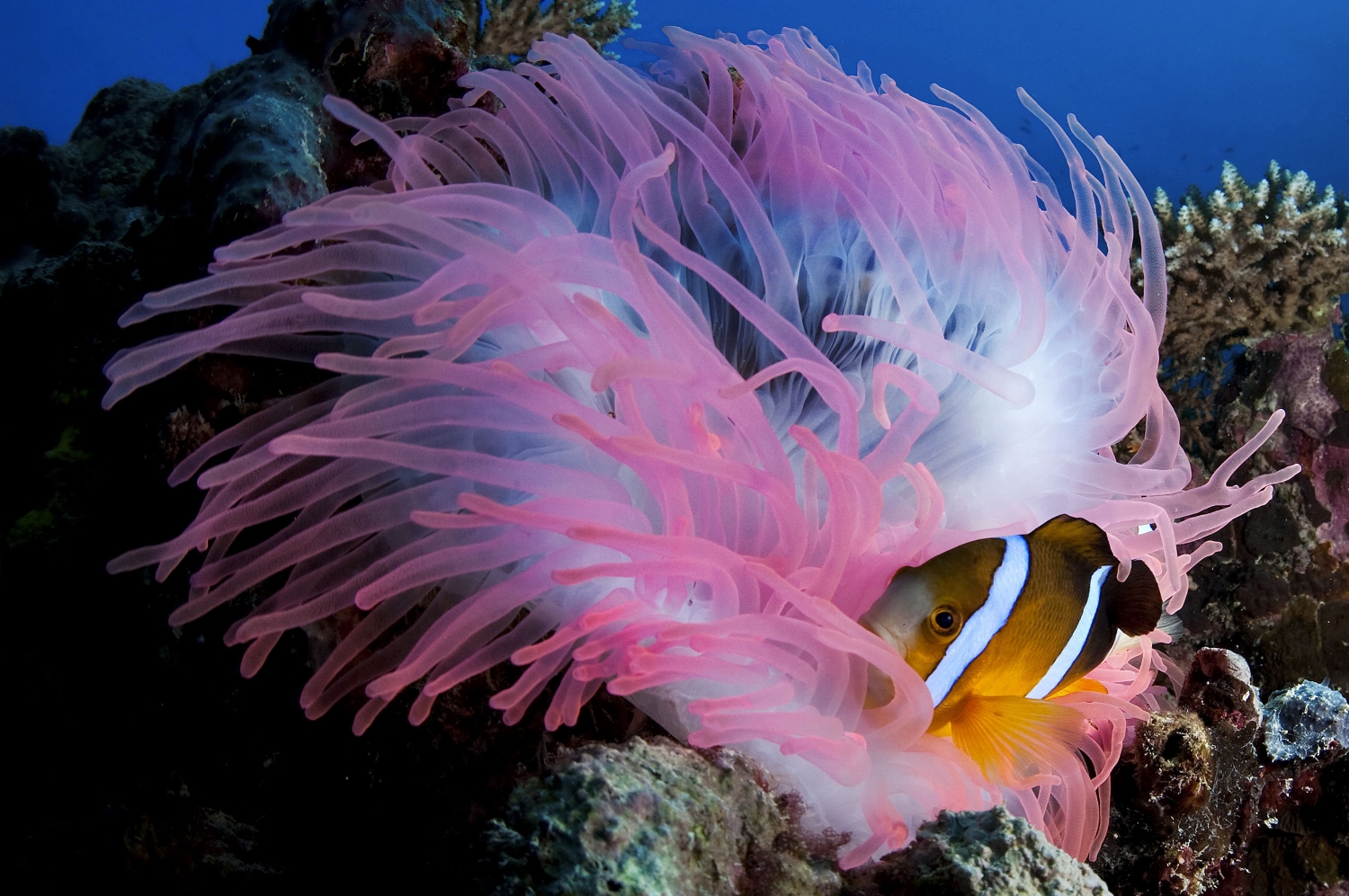  An Orange fin clownfish (Amphiprion chrysopterus) rests among the tentacles of an anemone at German Channel dive site in Palau on Saturday, December 12, 2010. 