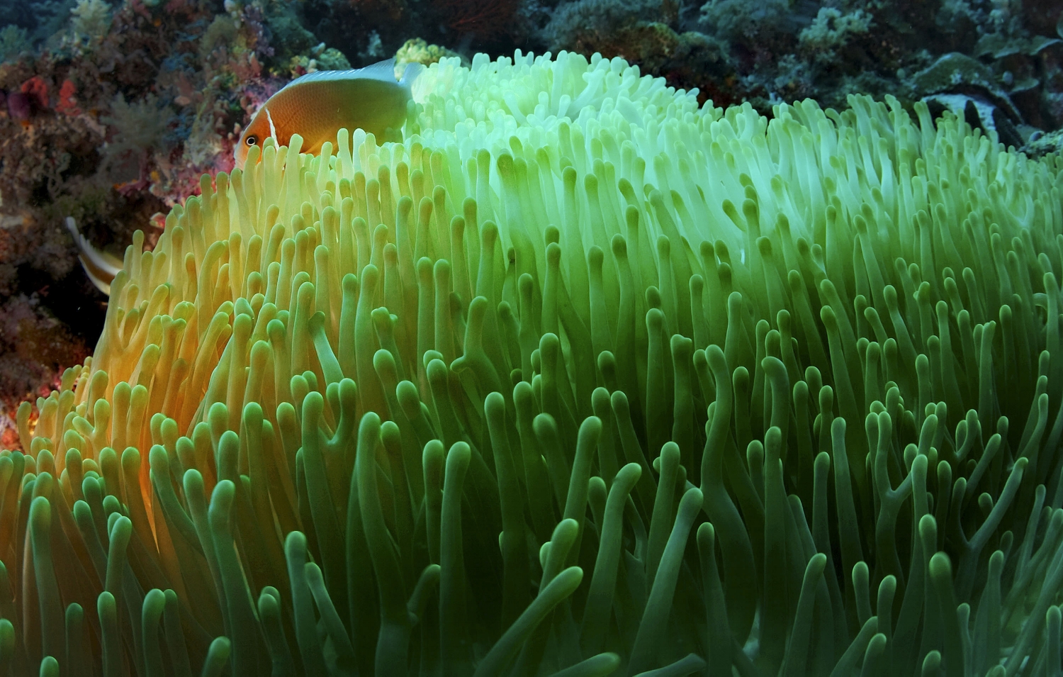  A Pink skunk clownfish (Amphiprion perideraion) and anemone at New Drop Off dive site in Palau on Saturday, December 12, 2010. 