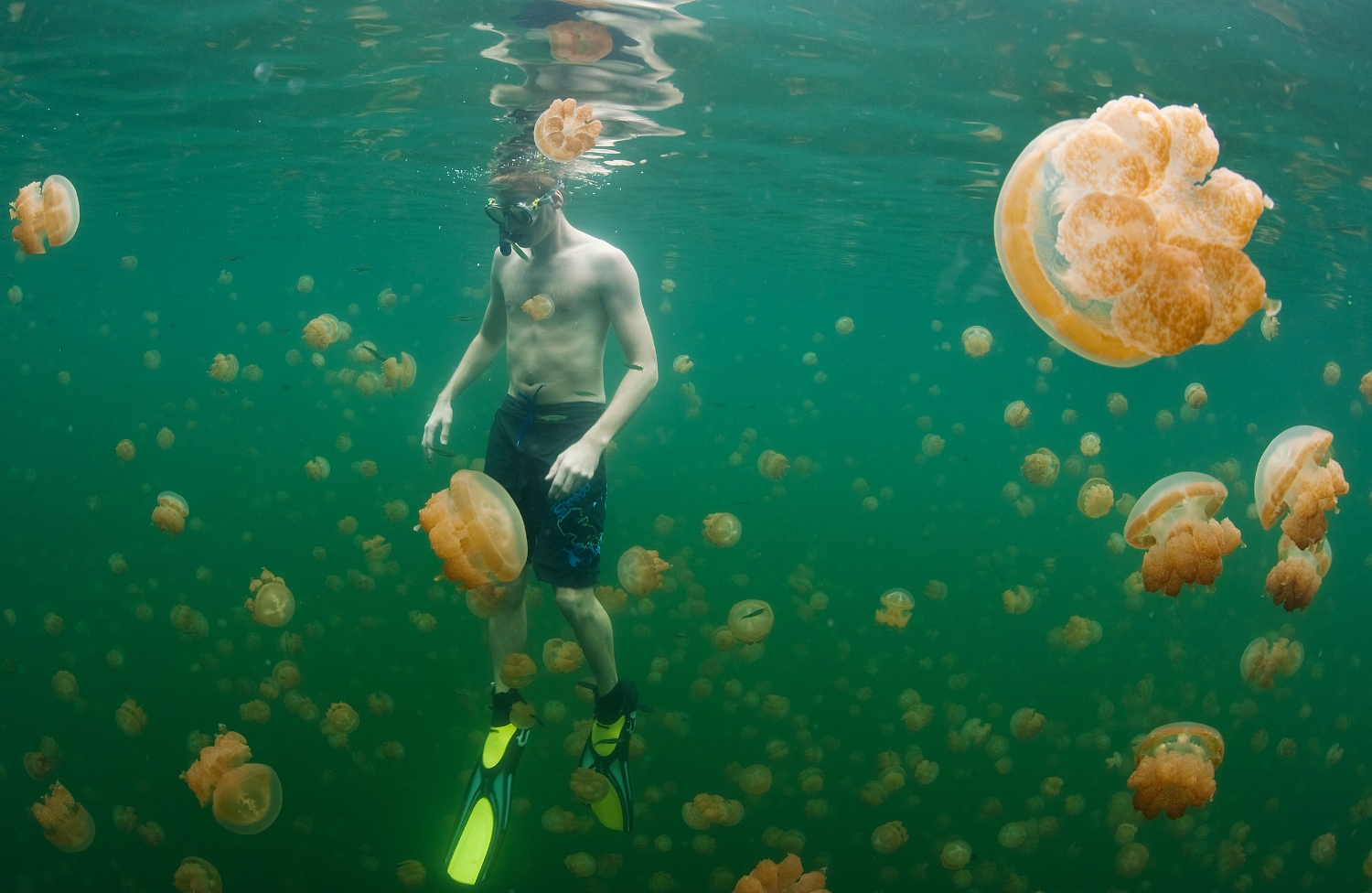  A snorkeler is surrounded by millions of non-stinging Golden jellyfish (Mastigias cf. papua etpisoni) at Lake Ongeim'l Tketau – popularly known as Jellyfish Lake – in Palau on Friday, December 17, 2010. 