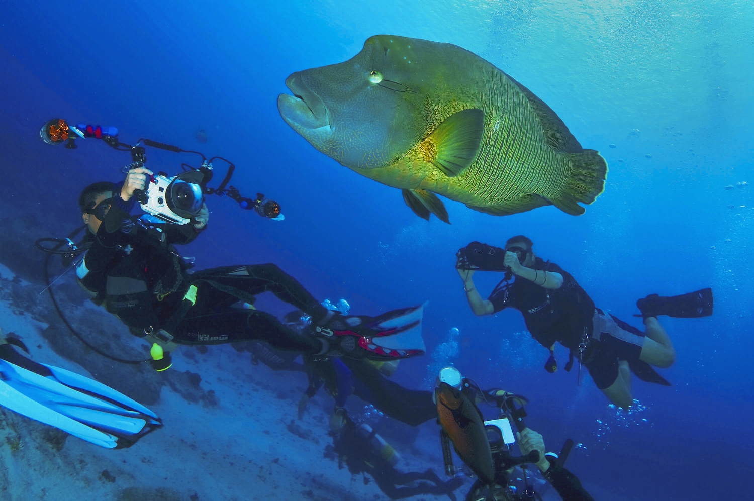  Divers photograph a large Napoleon wrasse (Cheilinus undulatus) at Blue Corner dive site in Palau on Saturday, December 12, 2010. 