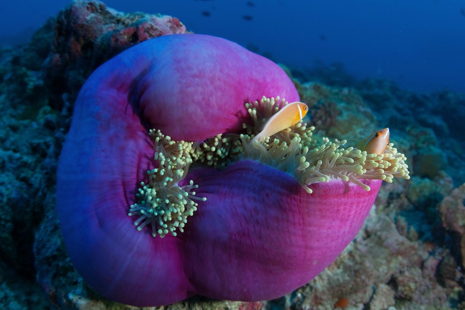  A pair of Pink skunk clownfish (Amphiprion perideraion) among the tentacles of an anemone at Blue Corner dive site in Palau on Tuesday, December 14, 2010. 