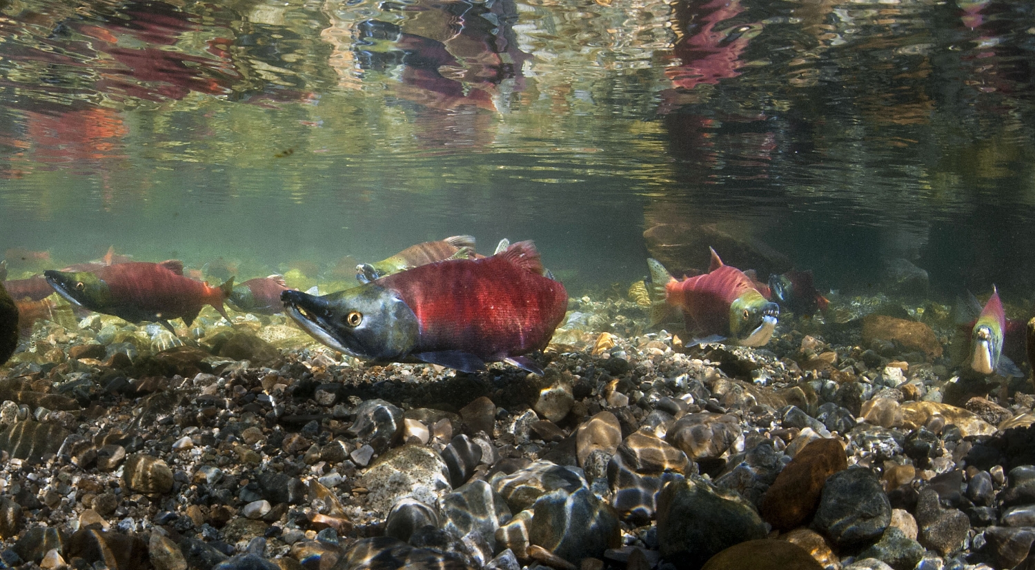  Mature Kokanee salmon spawn along Taylor Creek near Lake Tahoe on Thursday, October 4, 2012. 