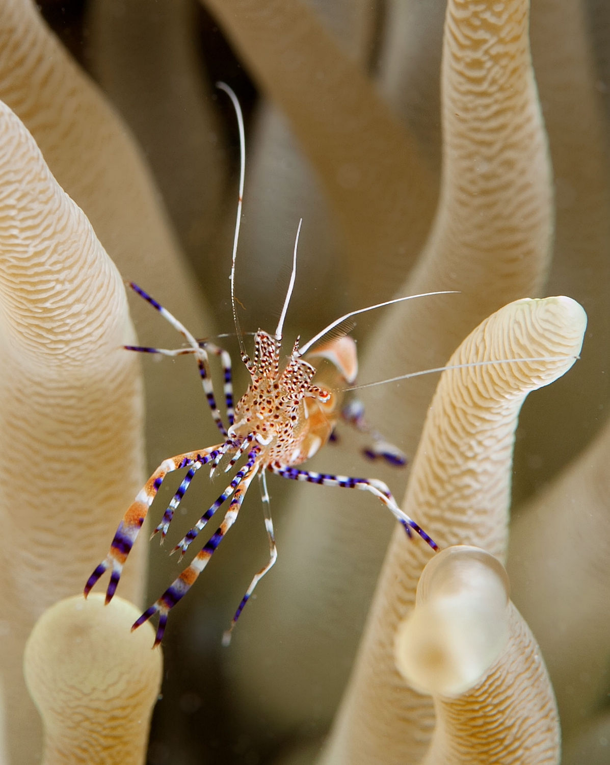  A 1/2" long spotted Cleaner shrimp (Periclimenes yucatanicus) dances among the tentacles of a Giant anemone (Condylactis gigantea) in Bonaire on Monday, April 2, 2012. 
