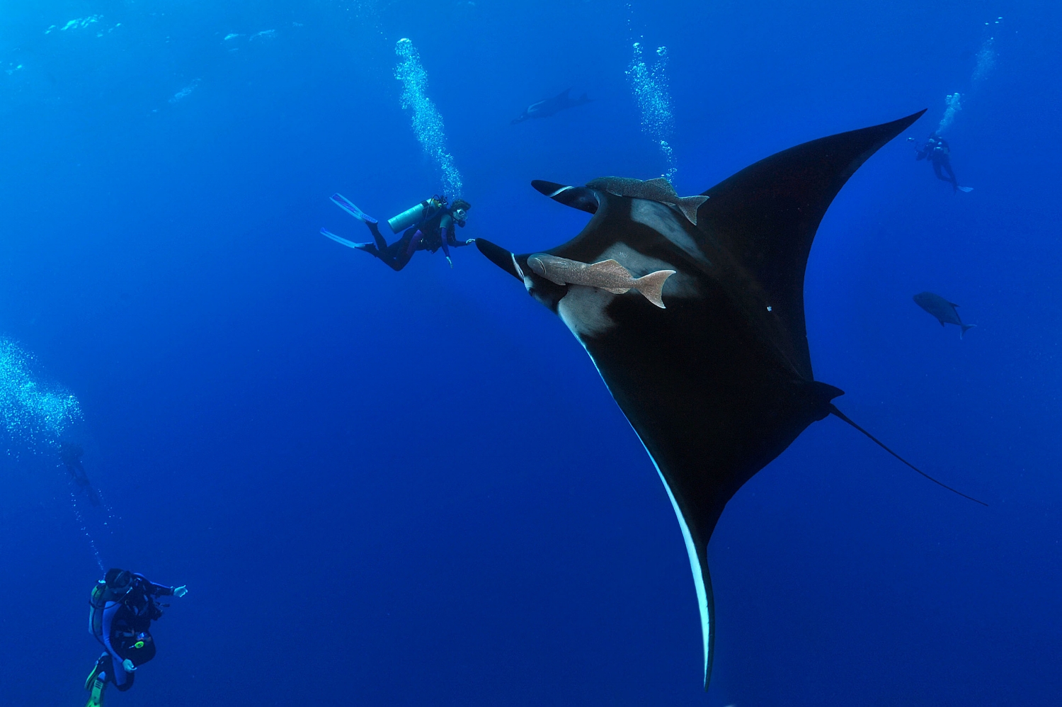  Diver Darlene Ott approaches a giant manta ray (Manta birostris) at a dive site called 'El Boiler" at the Revillagigedo Islands on Thursday, May 28, 2010. (Though she appears to be touching the manta, she is actually several feet further from the ca