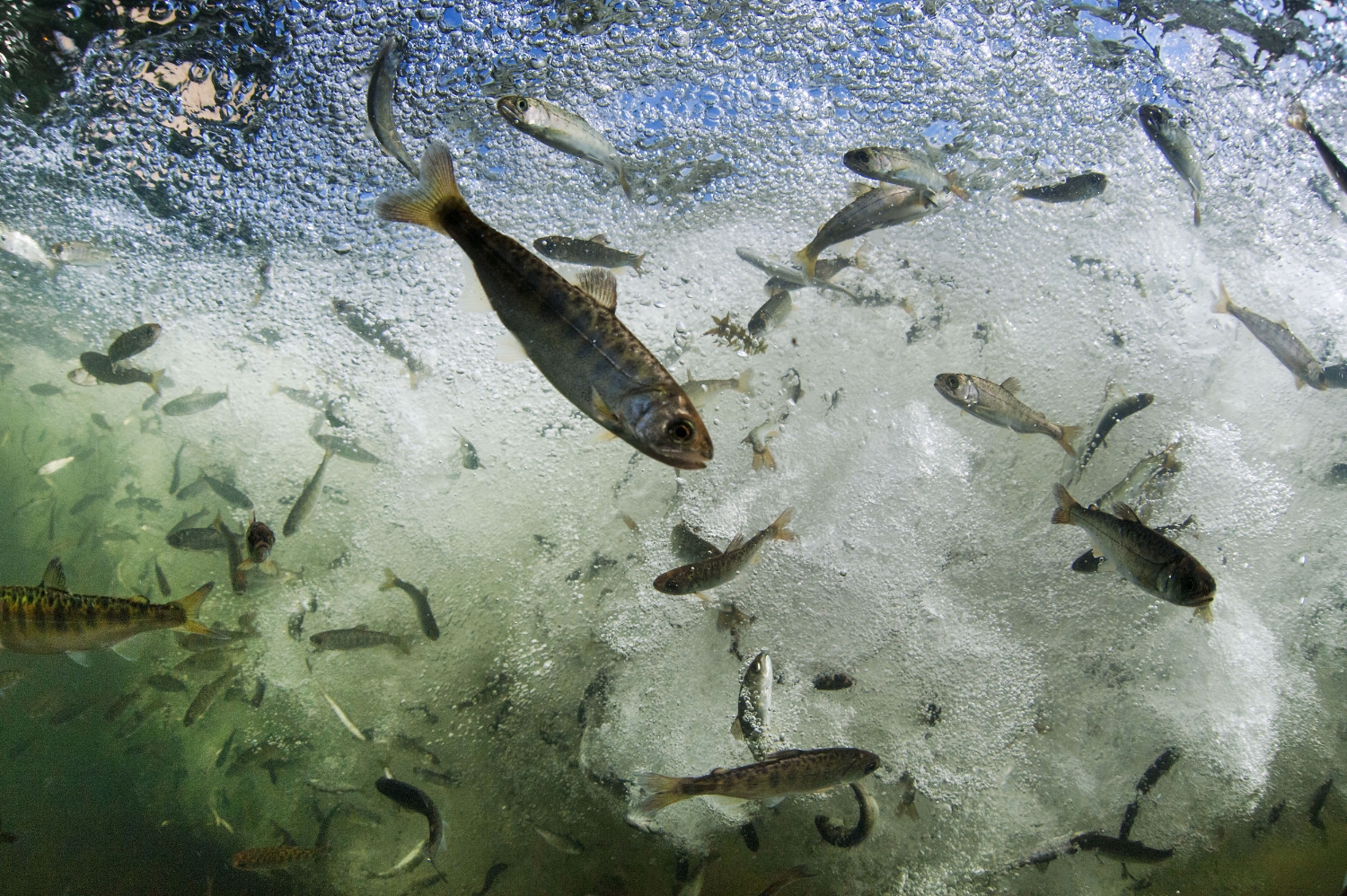  Thousands of fall run American River Chinook salmon smolts race through the water as they are released at the mouth of the American River in Sacramento on Tuesday, May 7, 2013. The California Department of Fish and Wildlife (CDFW) released three mil