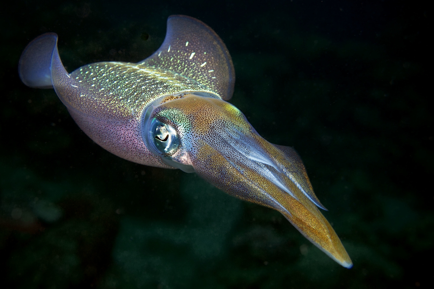  A Caribbean reef squid (Sepioteuthis sepioidea) in Bonaire on Friday, August 14, 2015. 