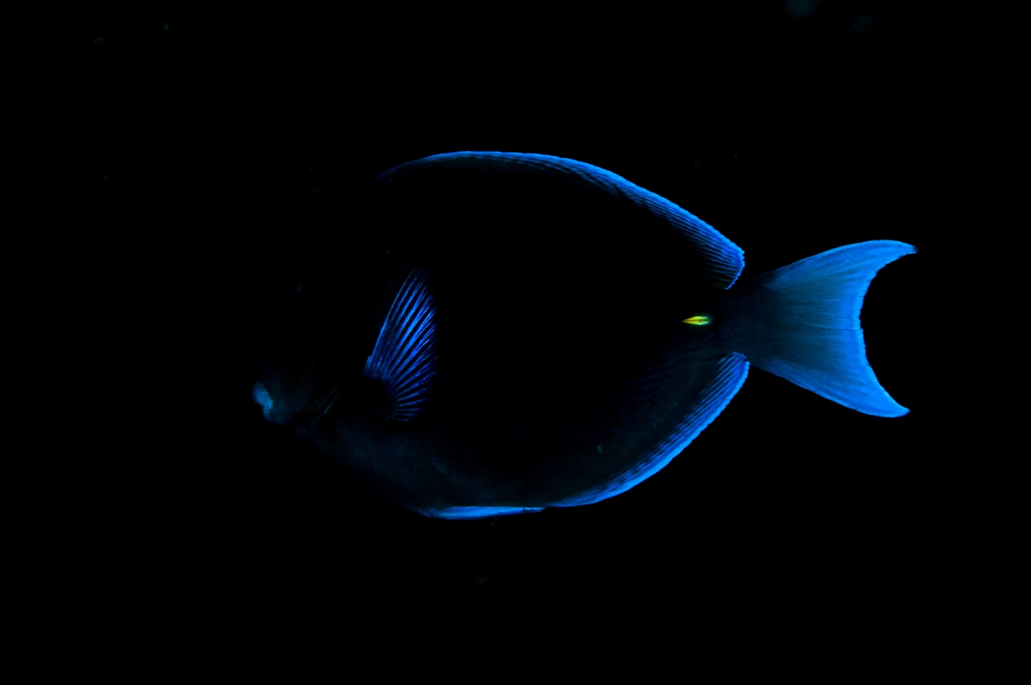  The lips, fins, and tail of a Blue tang   (  Acanthurus coeruleus) in Bonaire on Tuesday, August 11, 2015 