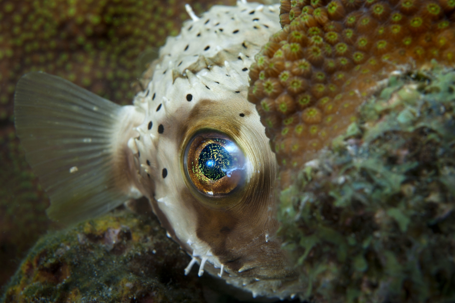  A young Longspine balloonfish (Diodon holocanthus) peers out from behind a coral head at Something Special in Bonaire on Friday, August 14, 2015. 