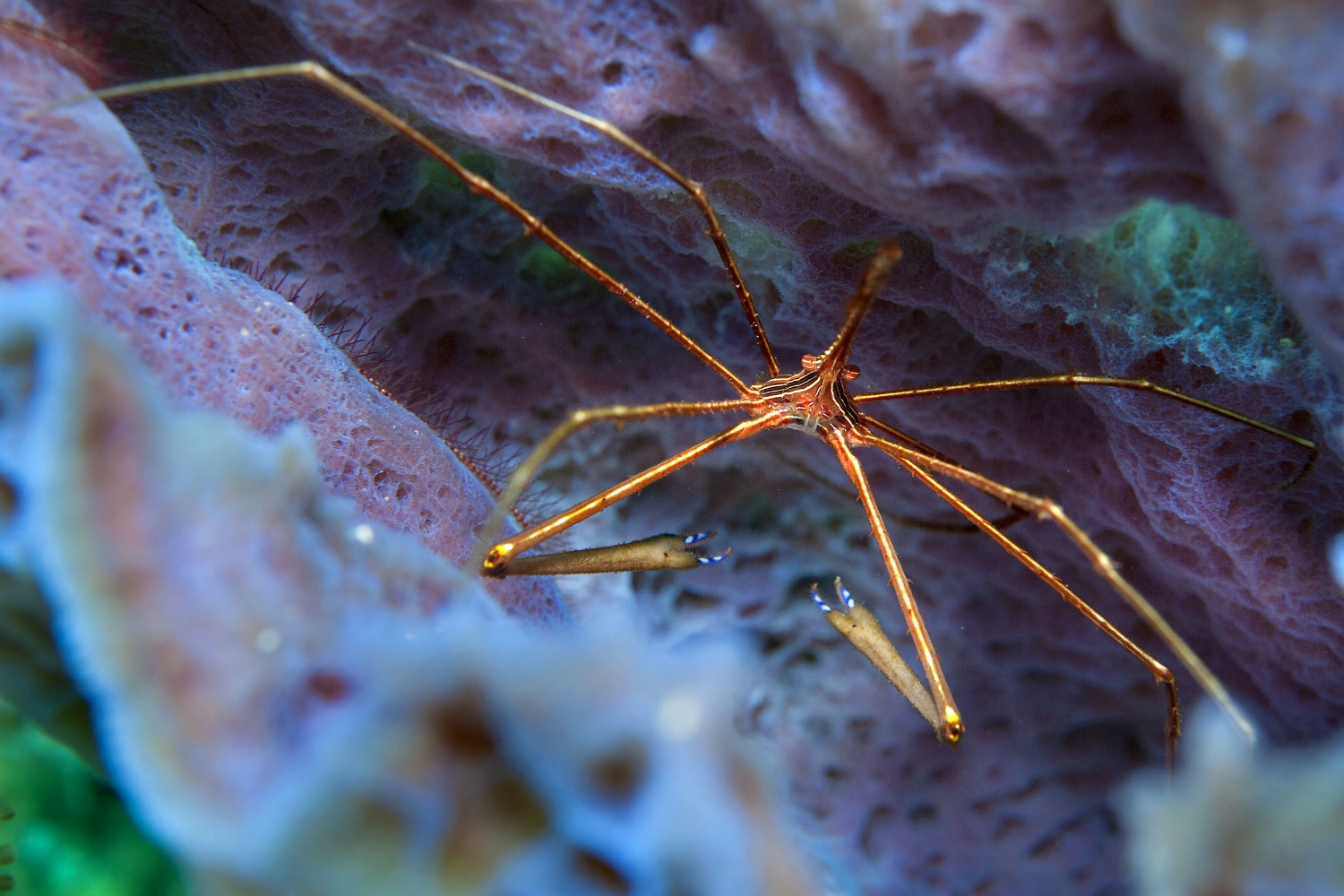  A tiny Arrow crab (Stenorhynchus seticornis) hides inside an Azure Vase sponge at Bari Reef in Bonaire on Wednesday, August 12, 2015. 